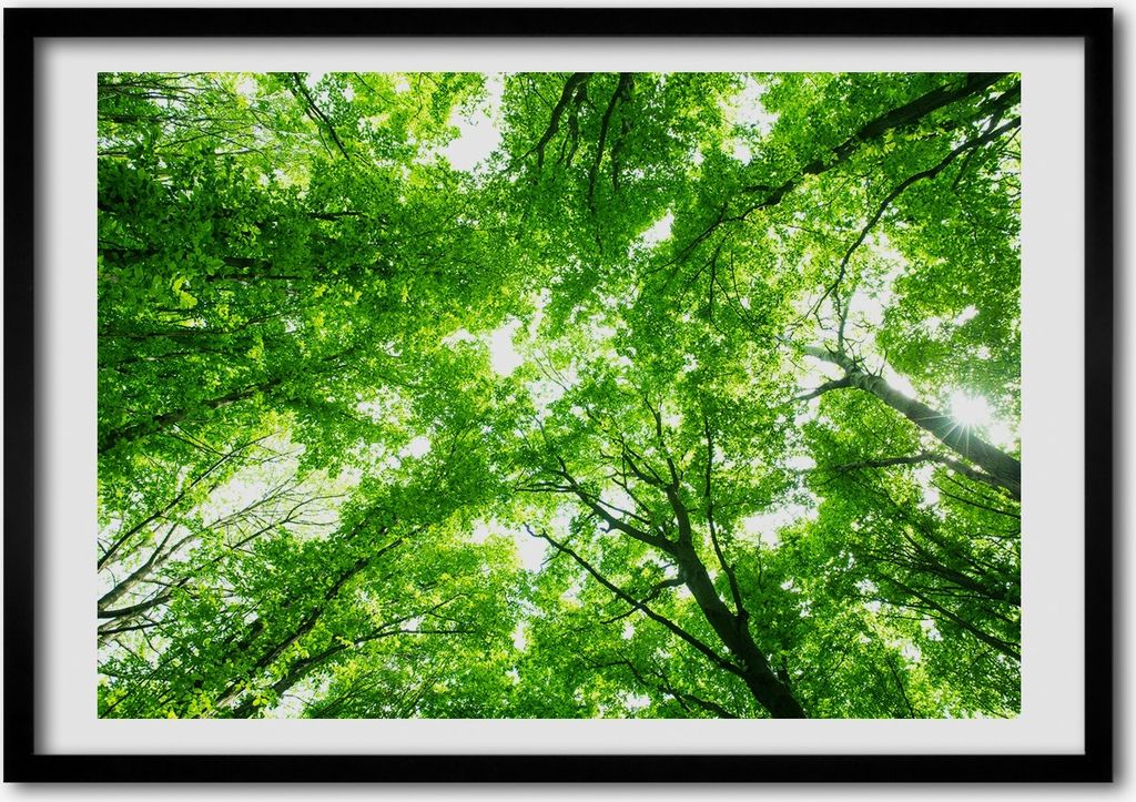 Bild - Bilderrahmen - 100 cm x 70 cm - MDF - Rahmen - Foto - Wandkunst Grüner Wald