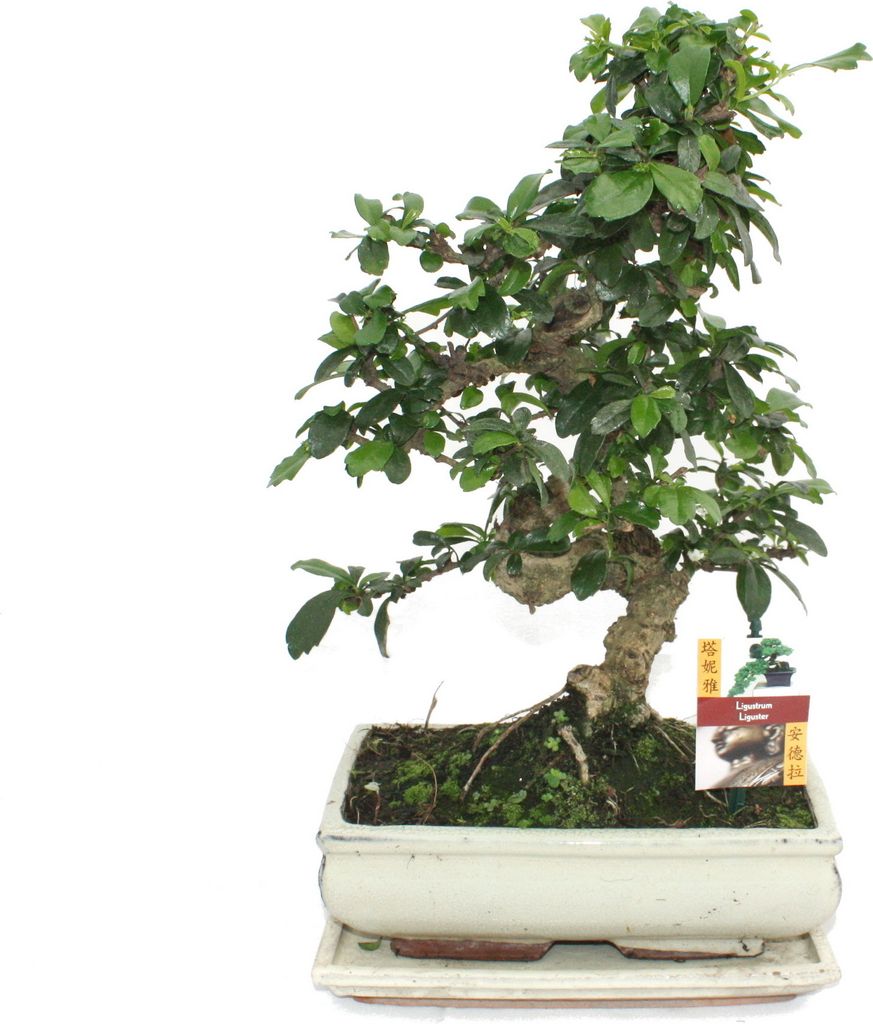 Bonsai Fukientee - Carmona microphylla - circa 10 anni Immagine del prodotto 