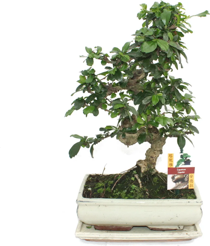 Bonsaï Fukientee Carmona microphylla âgé de 10 ans hauteur 25cm