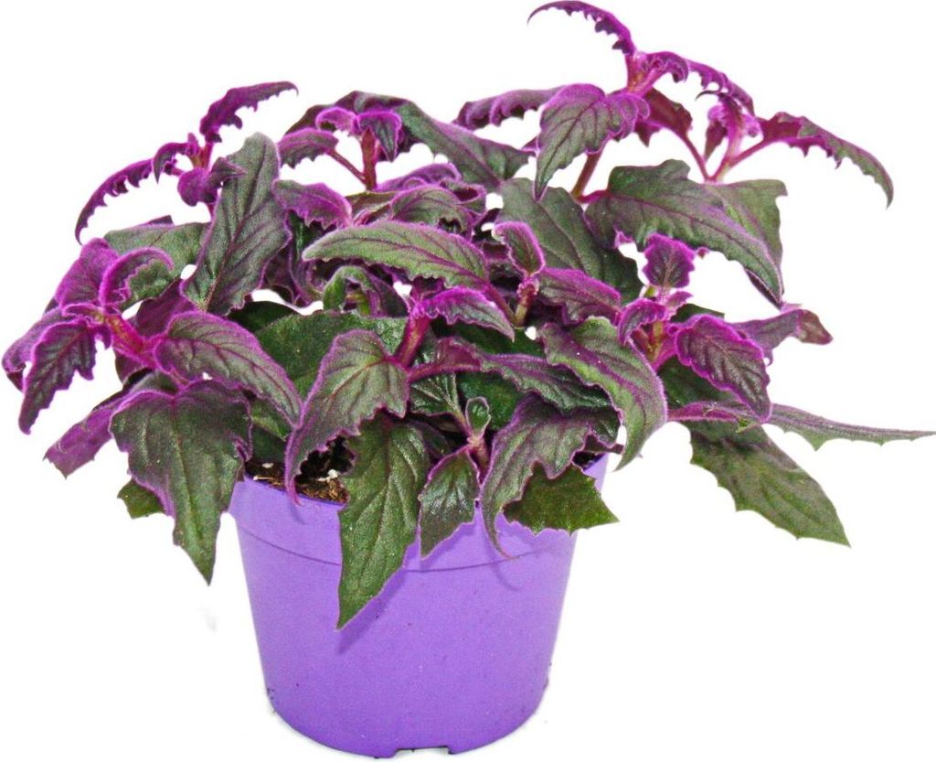 Gynura Purple Passion - Samtblatt - Samtnessel - Produktbild 1