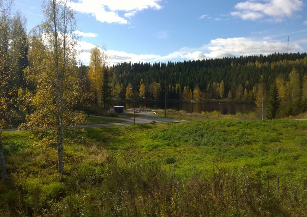 hansepuzzle 69629 - Wald Puzzle, 260 Teile, Hintergründe, 41,0 x 28,0cm mit hochwertiger Aufbewahrung, Kartonbox und wiederverschließbarem Beutel