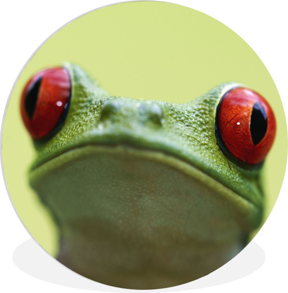 MuchoWow Rundes Wandbild - Runde Bilder Frosch - Reptil - Rot Ø 60 cm Kreis Wanddekoration Kunststoff - Wandkreis - Wandschmuck - Wand Kreis - D...