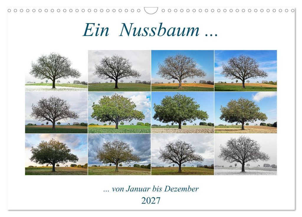 Ein Nussbaum von Januar bis Dezember (Wandkalender 2027 DIN A3 quer), CALVENDO Monatskalender