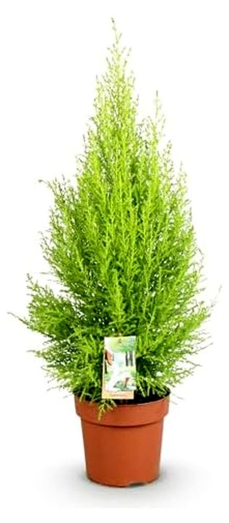 Zimmerpflanzen - Cupressus Gold Crest Wilma - Zimmerkoniferen - Pflegeleicht - Grün - 1 Pflanze - Topf 21cm - Höhe 85-95cm