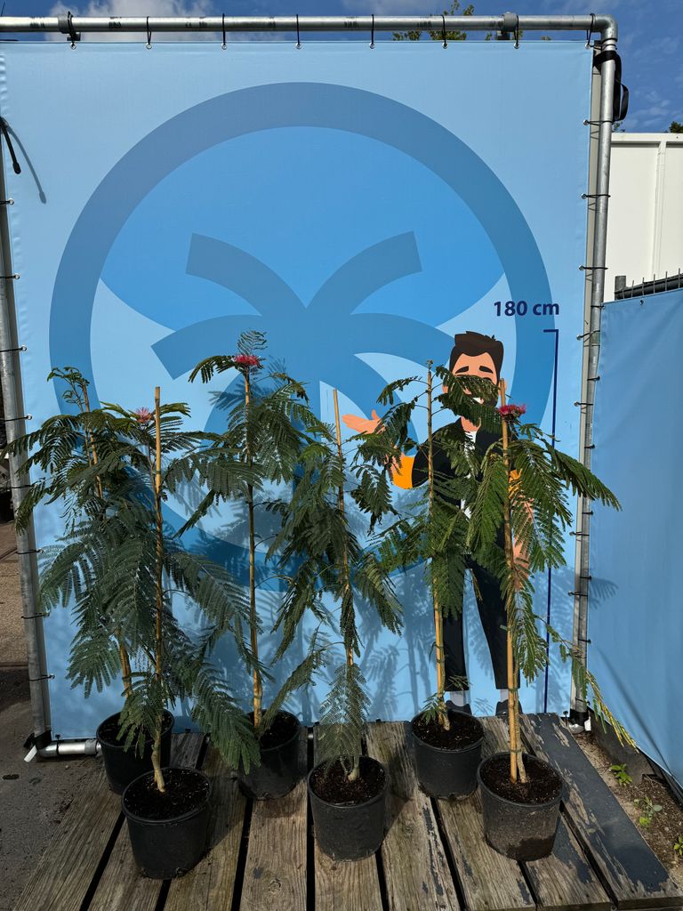 Sunny Tree - Seidenbaum - Albizia Julibrissin 'Ombrella' - Produktbild 