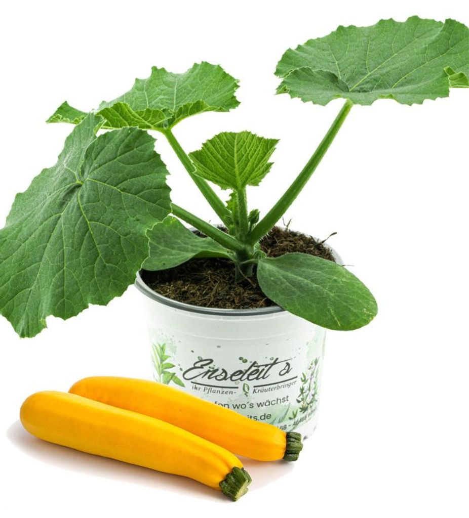 Enseleits Zucchini Pflanze gelb (Cucurbita pepo), Aus Nachhaltigem Anbau !