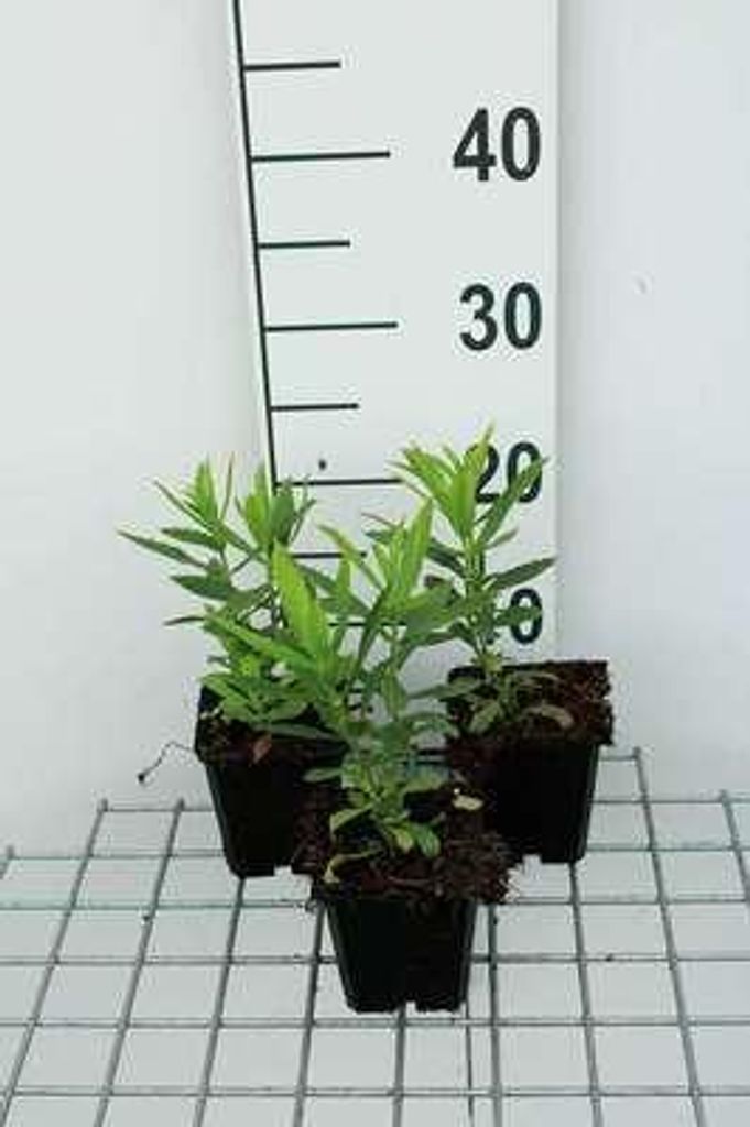 6 x Physostegia virg. 'Vivid' - Gelenkblume - Topf 9 x 9 cm