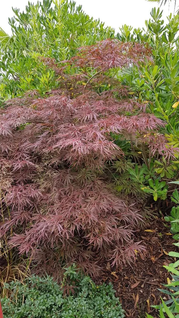 Acer palmatum Crimson Queen : un érable du Japon résistant au soleil