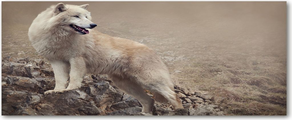 Tulup Küchenrückwand Spritzschutz aus Glas -125x50 -Spritzschutz auf gehärtetes Glas Deko Tiere Weißer Wolf Felsen