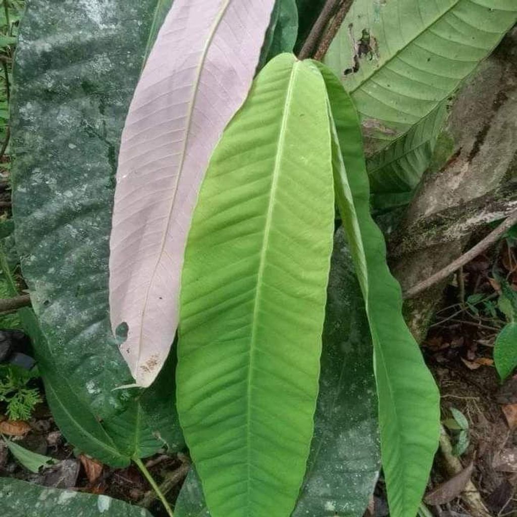Syzygium (Syzygium versteegii) - 1 gekeimter Samen