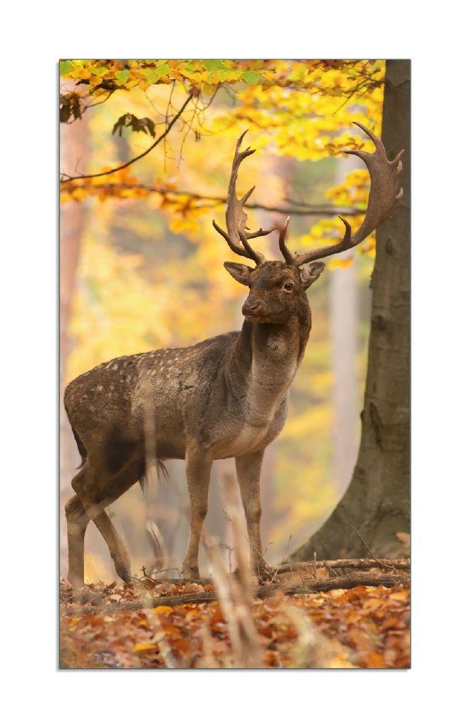 Wallario Herdabdeckplatte aus Glas 1-teilig, Größe 30x52 cm Damhirsch im Herbstwald
