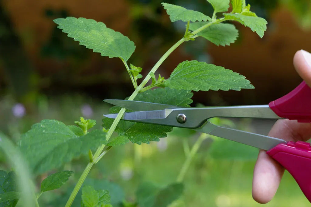 Ciseaux de taille bonsaï ARS légers en acier carbone haute qualité