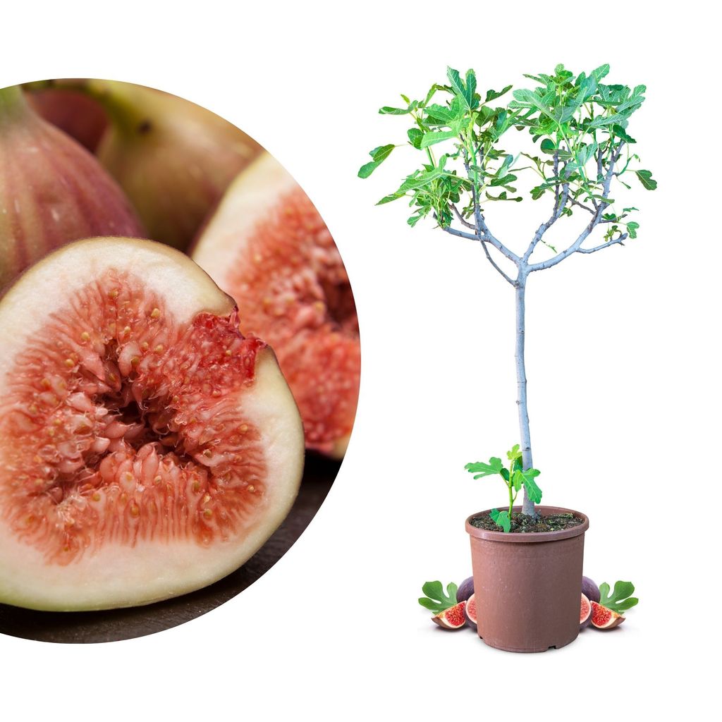 Meine Orangerie - Winterharter Feigenbaum - Echte Feige - Produktbild 