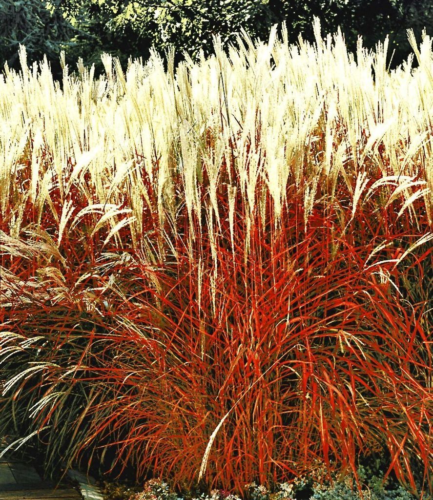 BALDUR Garten 1x Ziergras 'Indian Summer' Chinagras, Pflanze im 9x9 cm-Topf, Chinaschilf, Miscanthus purpurascens, winterharte Staude, mehrjährig,...