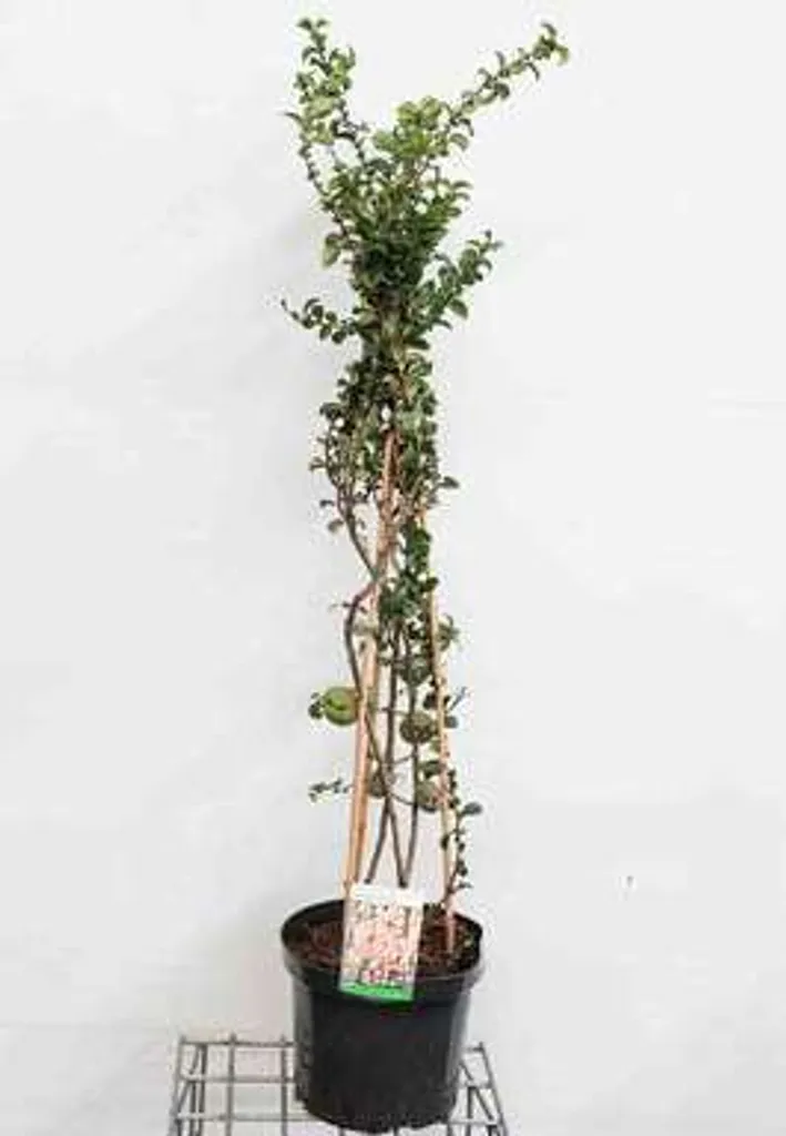 Chaenomeles Salmon Horizon 60-80 cm : un arbuste robuste sans entretien