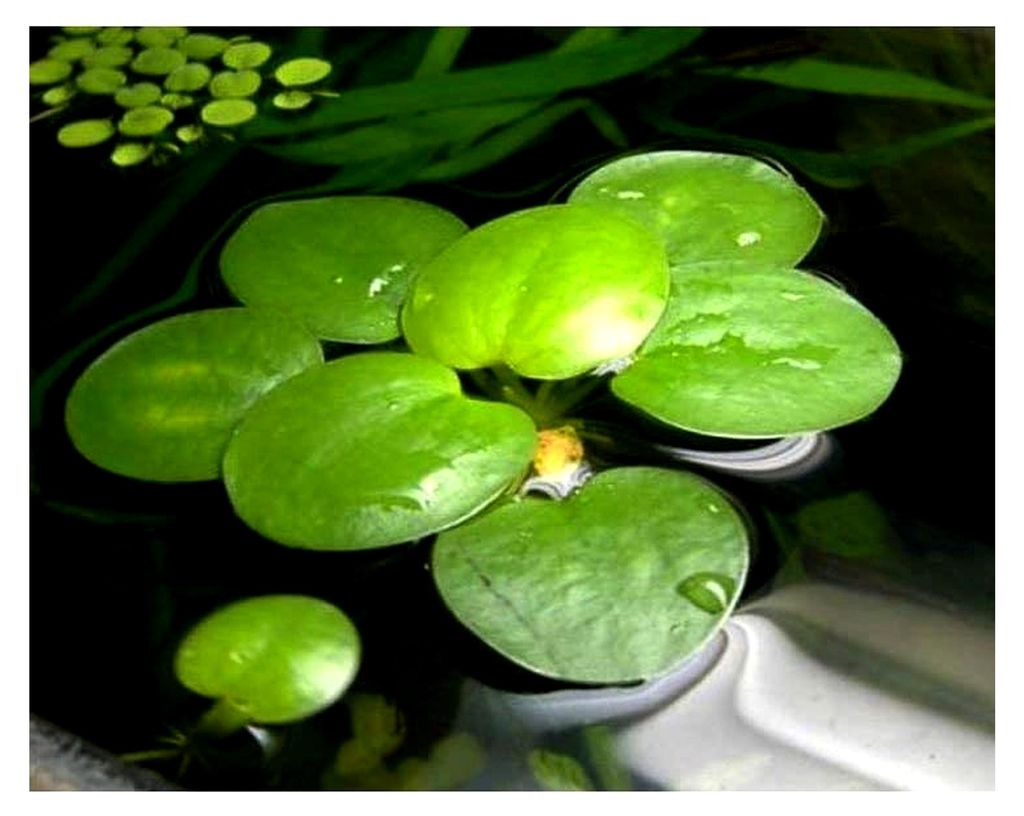 Froschbiss/Limnobium laevigatum - mittelgroß, 4 Stück