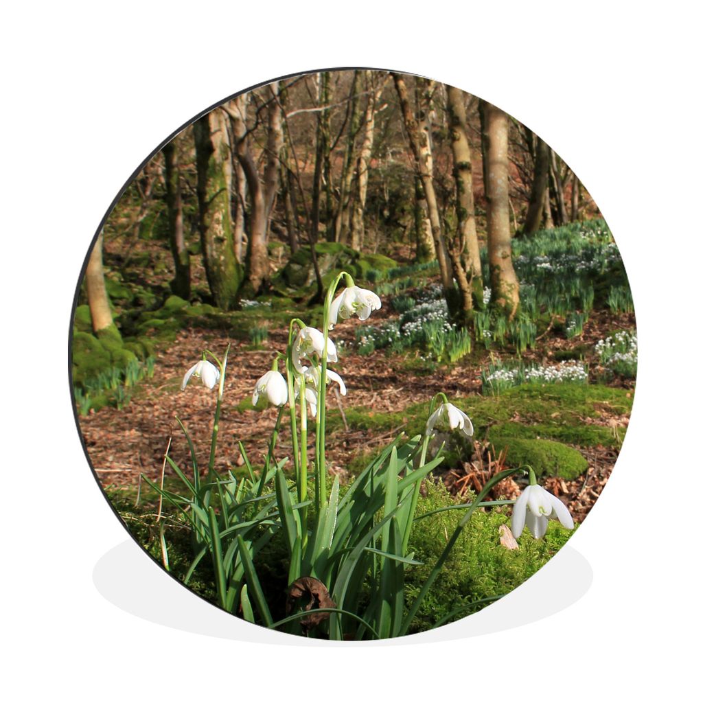 MuchoWow Aluminium Wandkreis Wald im Borrowdale mit Schneeglöckchen Ø 90 cm Wanddeko Modern Wohnzimmer - Mauerkreis - Wandbilder - Runde Bild -...