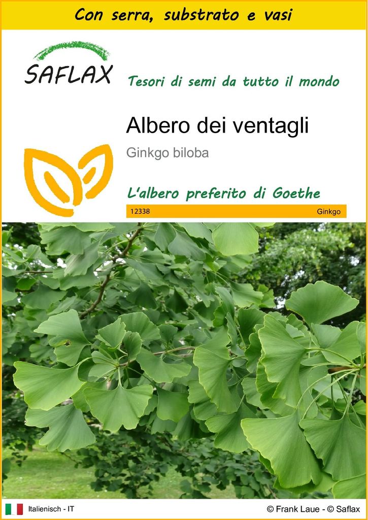 SAFLAX Insieme di coltivazione - Albero dei ventagli - 4 Immagine del prodotto 