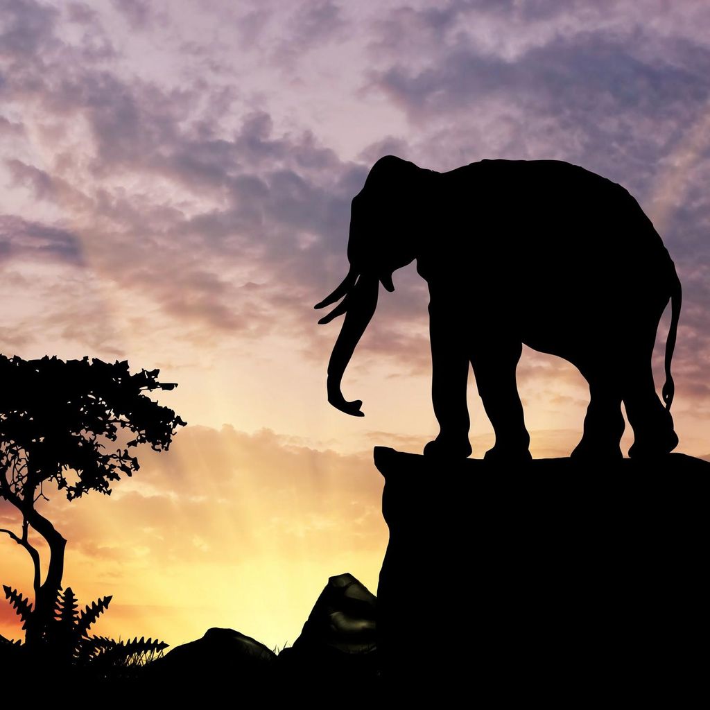 Wallario Möbeldesign / Aufkleber, geeignet für Ikea Lack Tisch - Elefant vor Abendhimmel in 55 x 55 cm