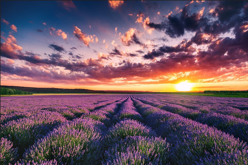 Muralo Fototapete Landschaft 520 (B) x 318 (H) cm Vlies Tapete Wandtapeten Lavendel Feld Himmel Wohnzimmer Schlafzimmer moderne Wandbilder XXL Natu...