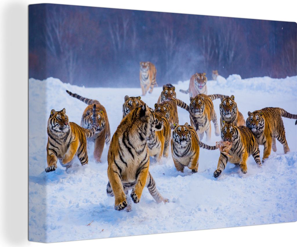 OneMillionCanvasses - Leinwandbilder - 150x100 cm, Tiger - Schnee - Wilde Tiere - Winter, Wandbilder Kunstdruck Wanddekoration