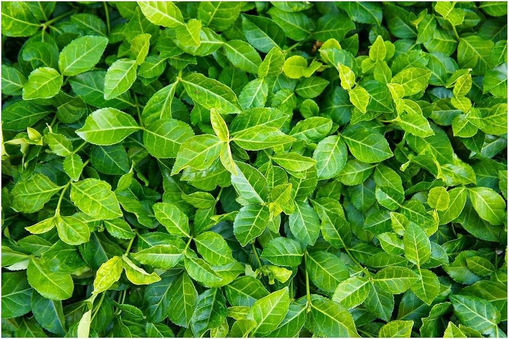 Stauden Gänge 50 x Euonymus fortunei 'Coloratus' - Purpur-Kriechspindel - Farbenspiel im Wandel der Jahreszeiten - Tolle Herbstfärbung
