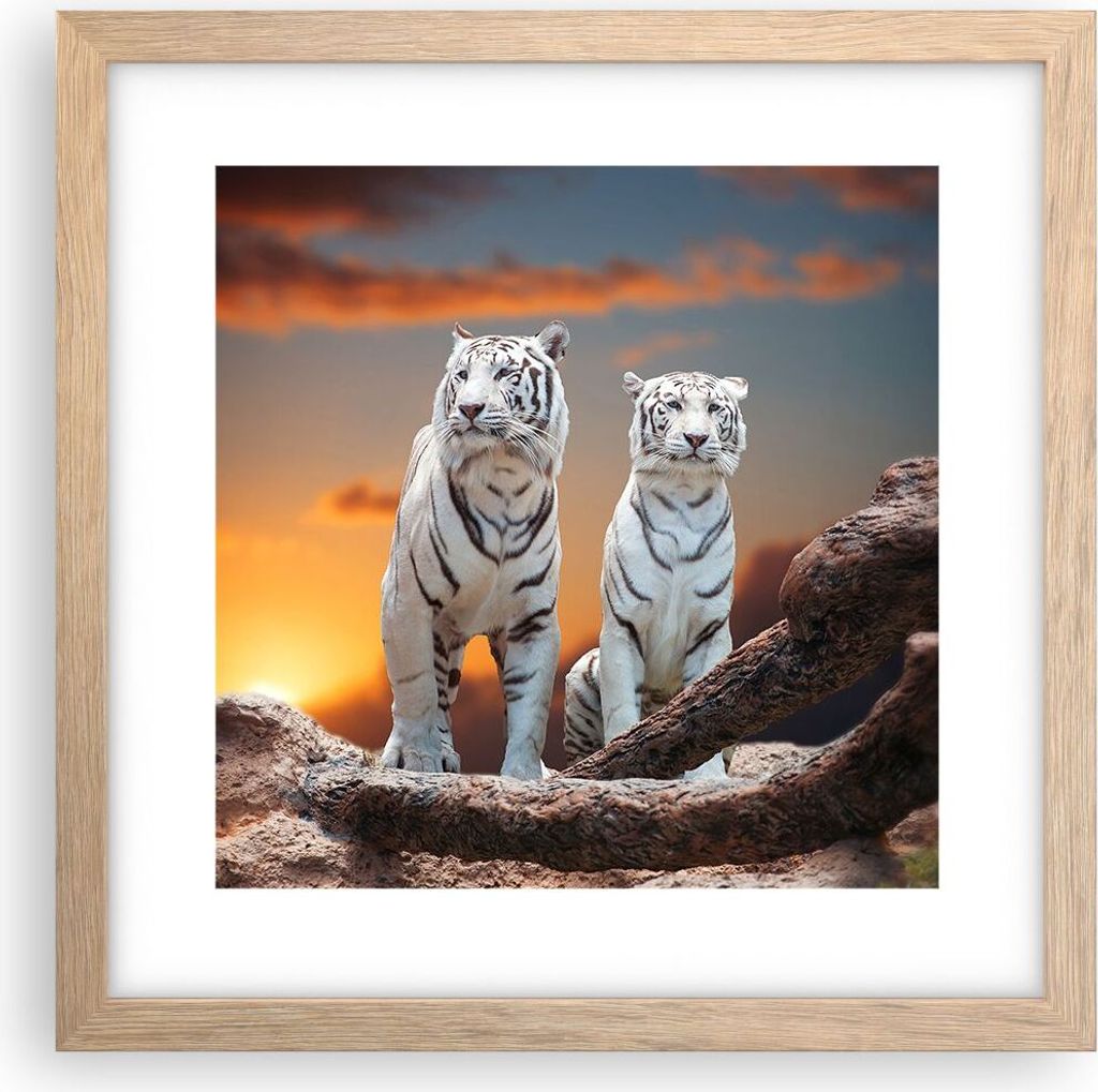 Gerahmtes Poster - Rahmen in heller Eiche - Tiger weiß Rock Sonnenuntergang - 30x30 cm - Wand Bild - Wanddeko - Wandbilder - Wandposter - Bilderra...