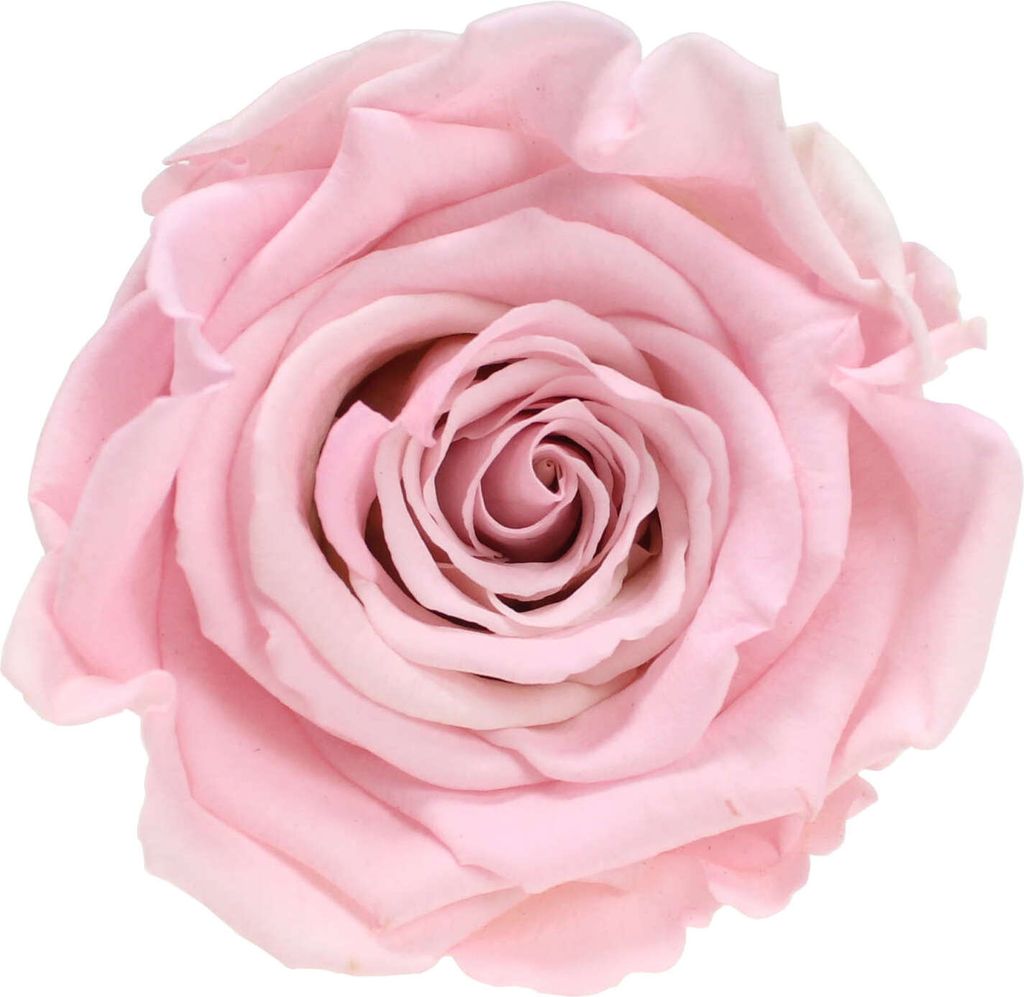 Infinity Rose XL Ø6-7cm konserviert stabilisiert haltbar Rosenkopf ewige Blüte Rosa-Weiß (bic07)