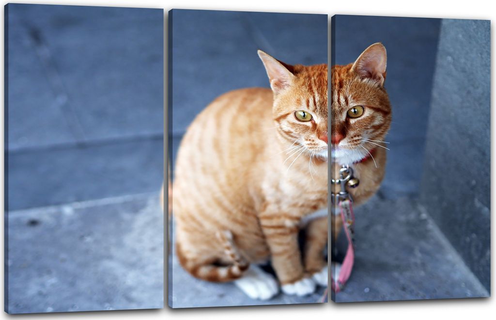 Leinwandbild 3-teilig (120x80cm): Katze getigert mit Halsband Leine Katzenbilder, echter Holz-Keilrahmen inkl. Aufhänger, handgefertigt in Deutsch...