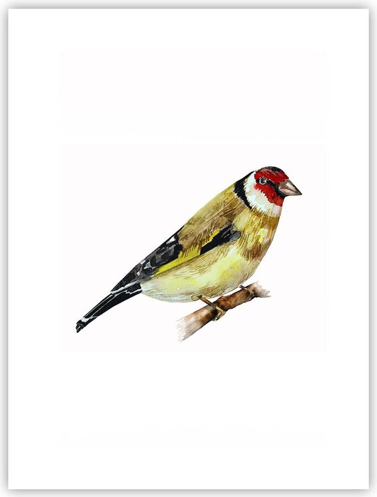 Poster - Poster ohne Rahmen - Stieglitz Vogel Aquarell - 30x40 cm - Wand Bild - Wanddeko - Wandbilder - Kunstposter - Wandposter - Bilder - Kunstdr...