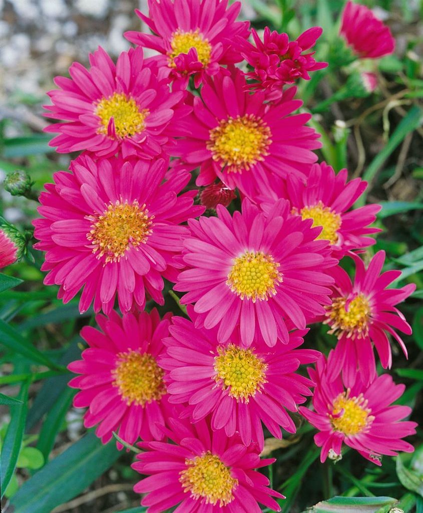 Aster novi-belgii 'Royal Ruby', Glattblatt-Aster, rubinrot, Produktbild 