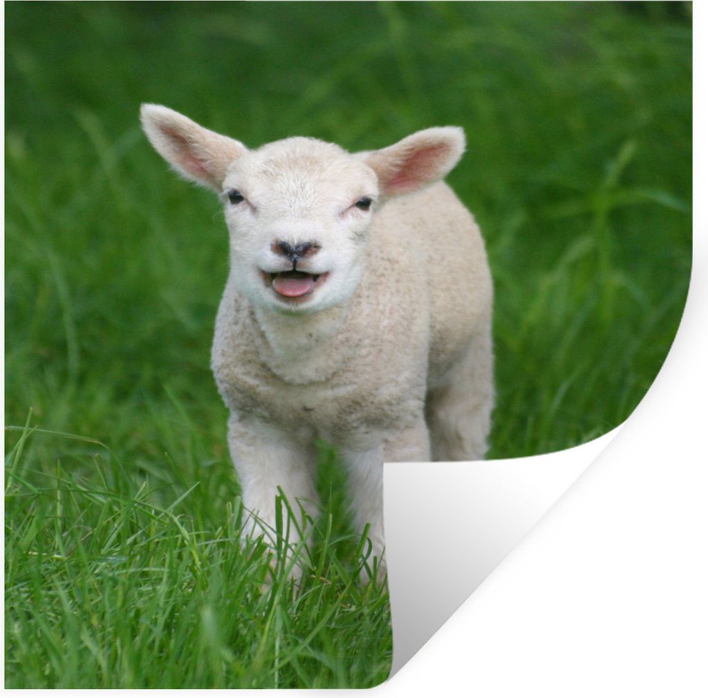 MuchoWow Wandtattoo Wandsticker Wandaufkleber Kleines Lämmchen im hohen grünen Gras 120x160 cm Selbstklebend und Repositionierbar - Wierderverw...