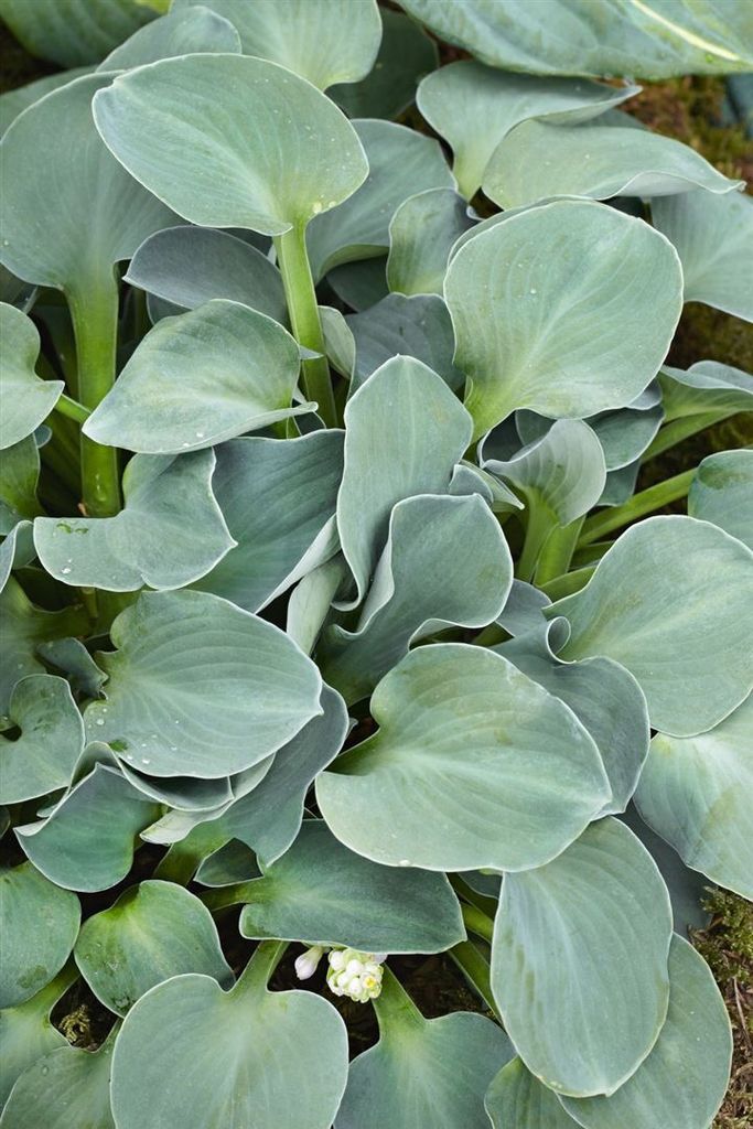 Hosta tokudama 'Blue Mouse Ears', Blaublatt-Funkie, ca. 11x11 cm Topf