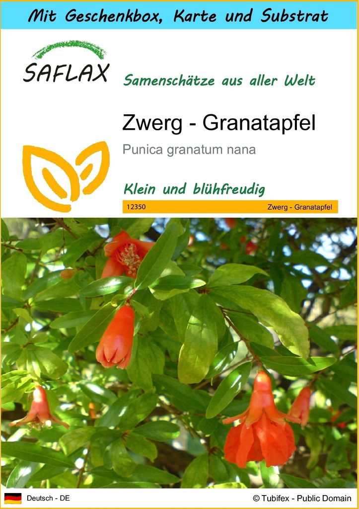 SAFLAX - Geschenk Set - Zwerg - Granatapfel - 50 Samen - Mit Geschenk- / Versandbox, Versandaufkleber, Geschenkkarte und Anzuchtsubstrat - Punica g...