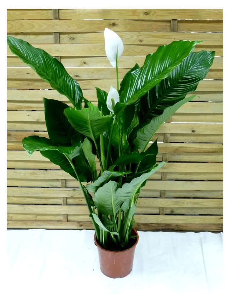 Spathiphyllum "Sweet Sebastiano" - Einblatt mit vielen Blüten, ca. 130 cm hoch, dichter Wuchs, 24 cm Ø Topf, Zimmerpflanze