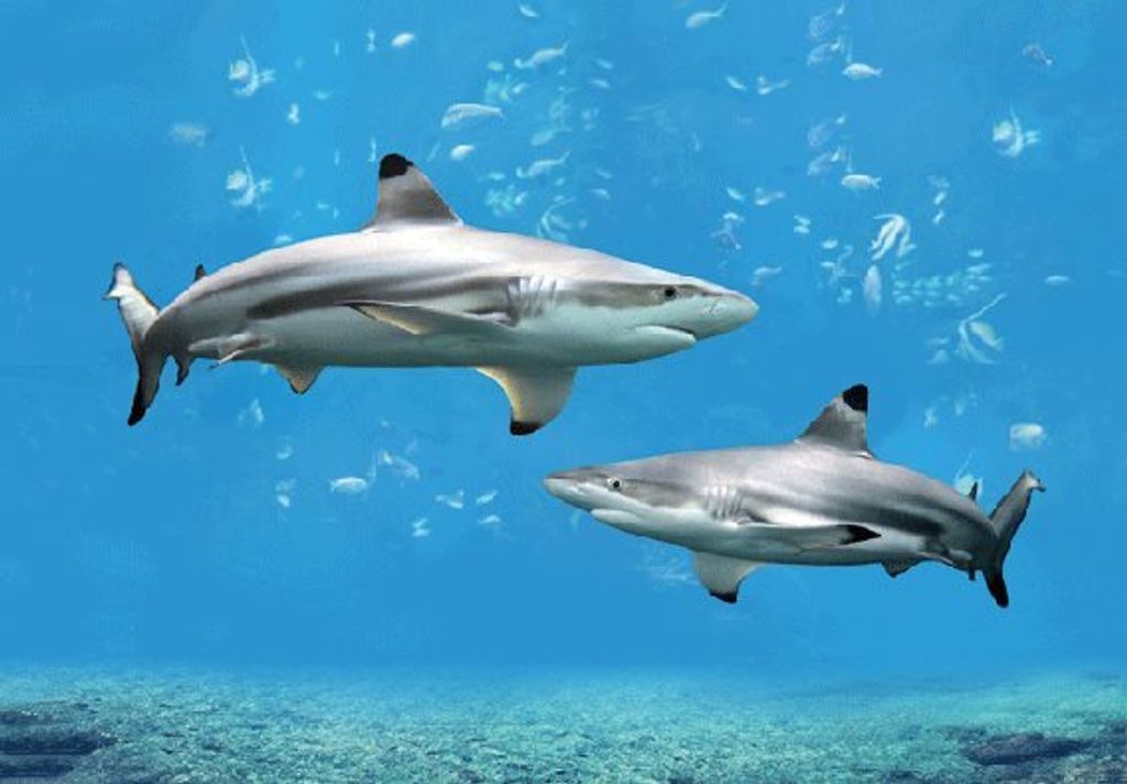 3 D Ansichtskarte Schwarzspitzenhaie, Haie, Fische Produktbild 