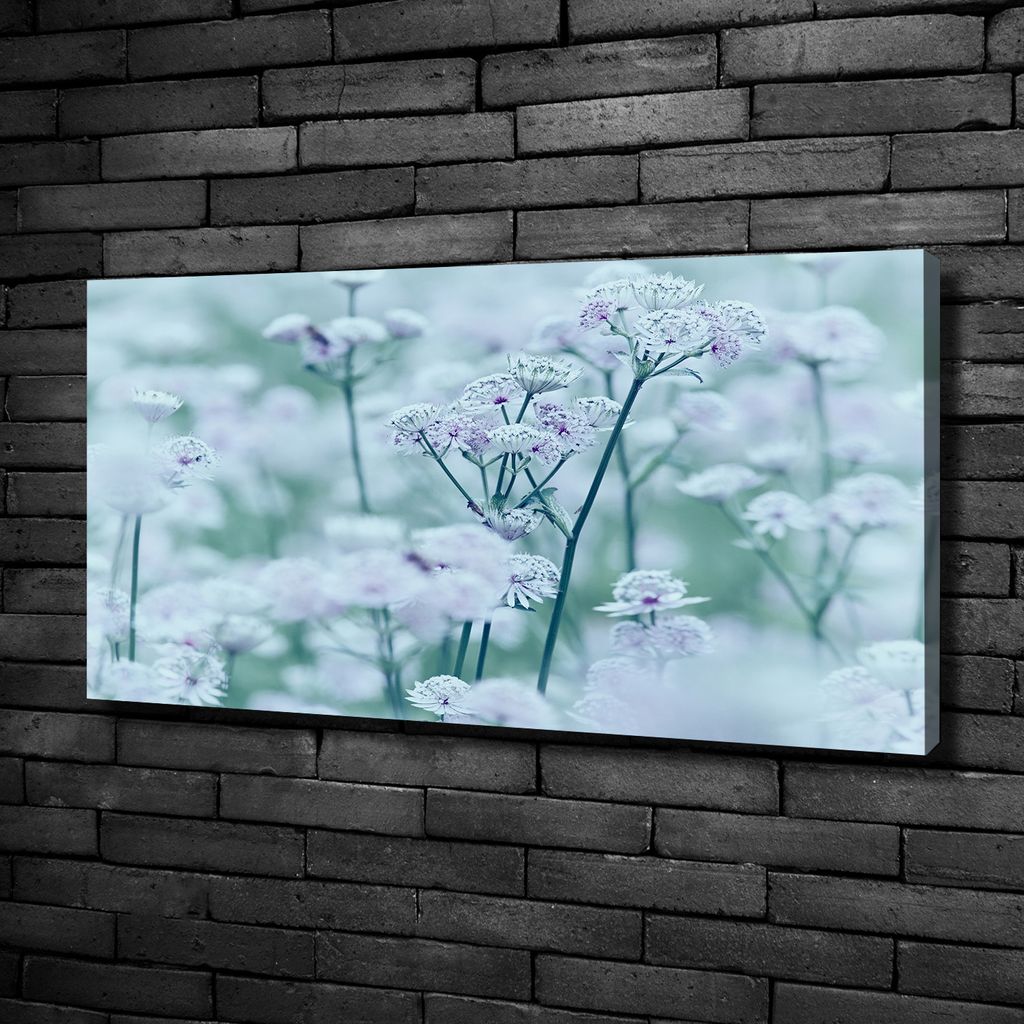 Tulup Leinwandbild -100x50 cm - Wandkunst - Drucke auf Leinwand - Leinwanddruck - Blumen & Pflanzen - Weiß - Große Sterndolde
