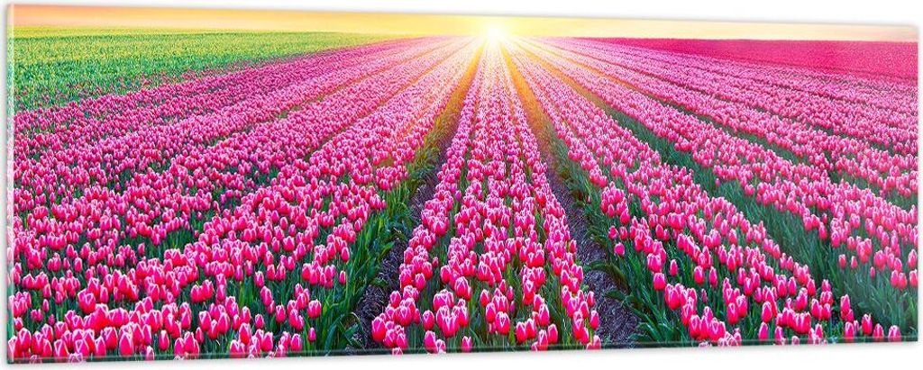 Bilder auf glas - Wiese Tulpen Sonnenuntergang Frühling - 90x30cm - Glasbilder - Wandbilder - Kunstdruck - Wanddekoration aus Glas - Glas Bilder -...