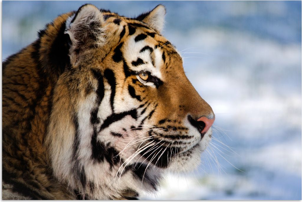 MuchoWow Poster Tiger - Schnee - Natur 180x120 cm - Fotoplakat
