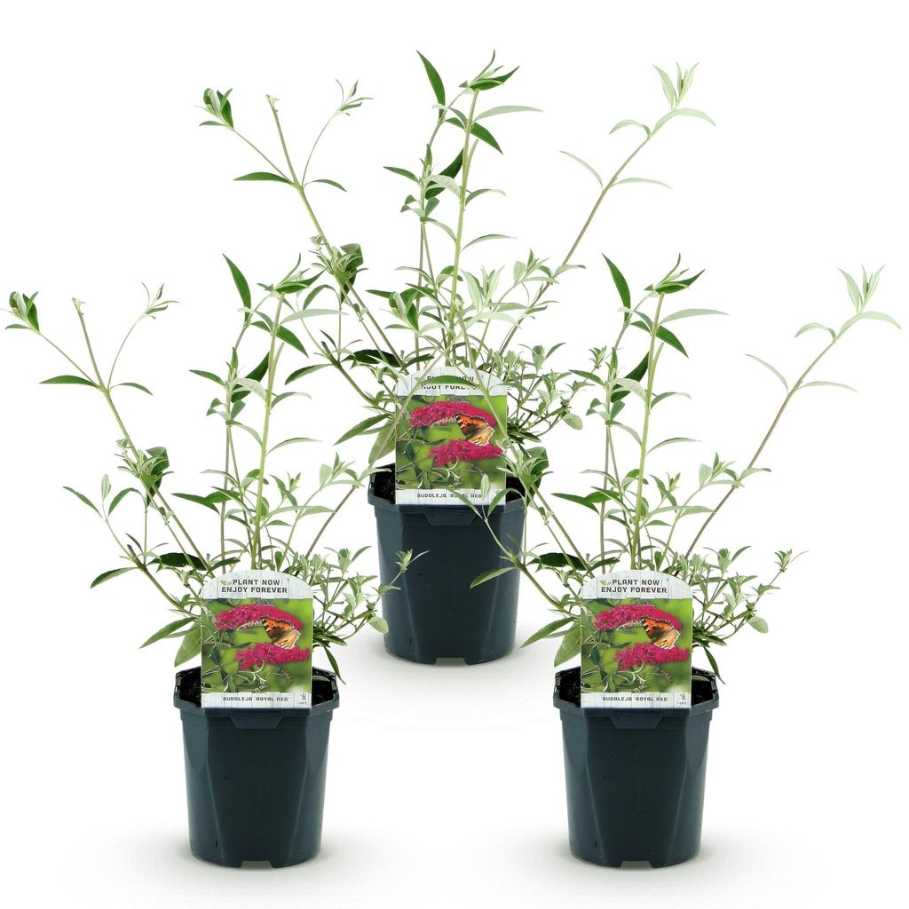 Green boutiQ - Gartenpflanze - Buddleja davidii Royal Red - Produktbild 
