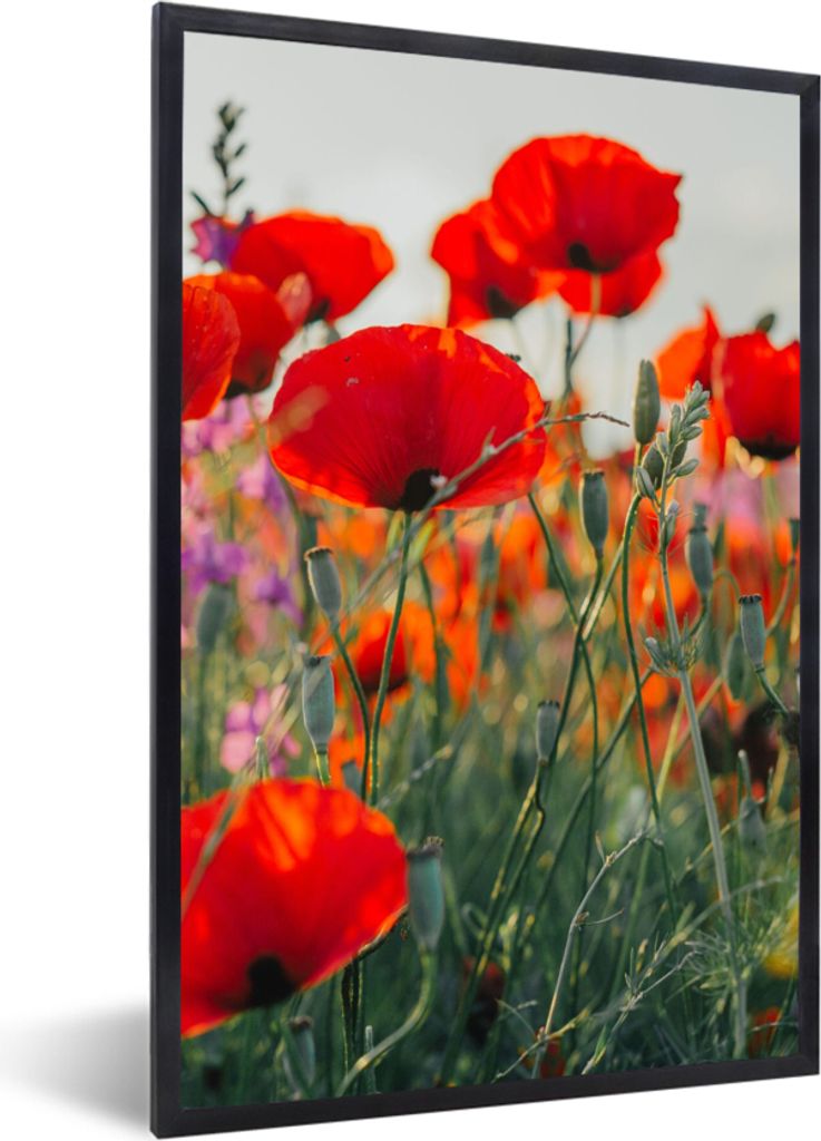 MuchoWow Gerahmtes Poster Mohn - Blumen - Rot - Lila - Wiese 40x60 cm - Poster mit Schwarzem Bilderrahmen Wandposter Rahmen Foto Bilder - Papierd...