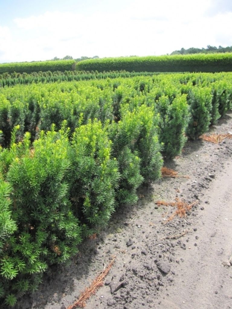 Taxus media Hicksii - Fruchtende Bechereibe - 40-50 cm