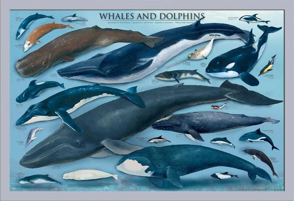 Affiche Murale Baleines et Dauphins Encadrée Cadre MDF Argenté Shinsuke