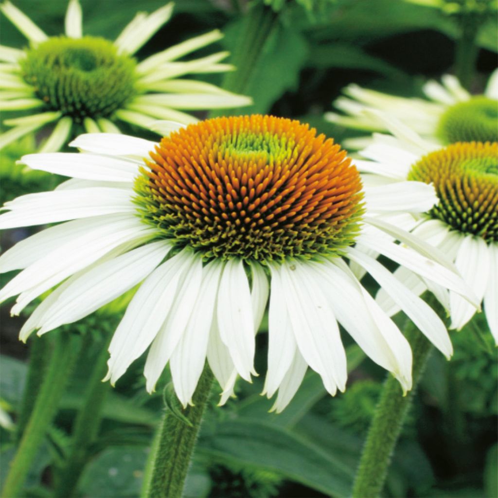 Echinacea Jeżówka Biała White Swan 1 szt sadzonki jeżówki Zdjęcie produktu 
