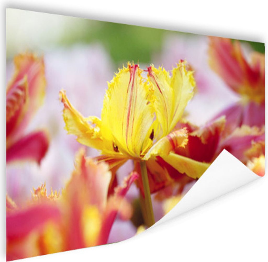 MuchoWow Poster Tulpe in Nahaufnahme 180x120 cm - Fotoplakat