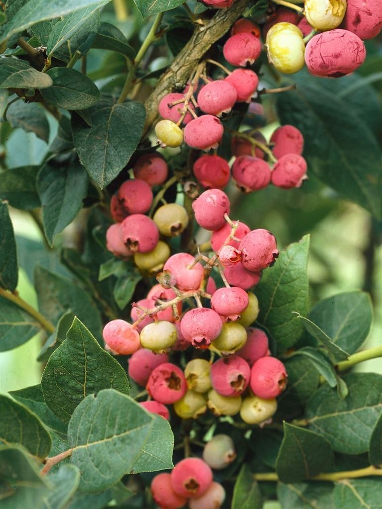 Vaccinium corymbosum 'Pink Lemonade', Heidelbeere, rosa, 40–50 cm