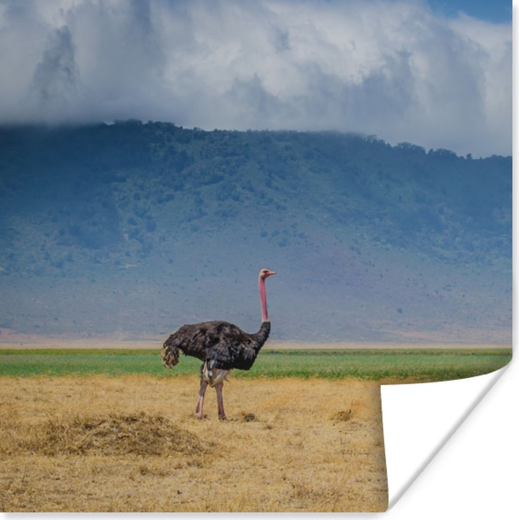 MuchoWow Poster Strauß inmitten der Savanne des Ngorongoro-Kraters in Tansania 30x30 cm - Wandposter - Printing
