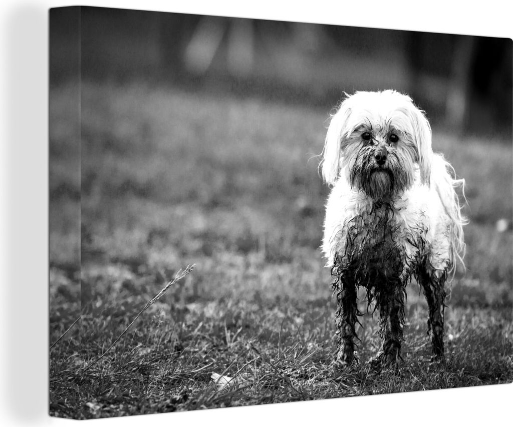 OneMillionCanvasses - Leinwandbilder - 140x90 cm, Ein kleiner Malteserhund, halb mit Schlamm bedeckt - schwarz und weiß, Wandbilder Kunstdruck W...