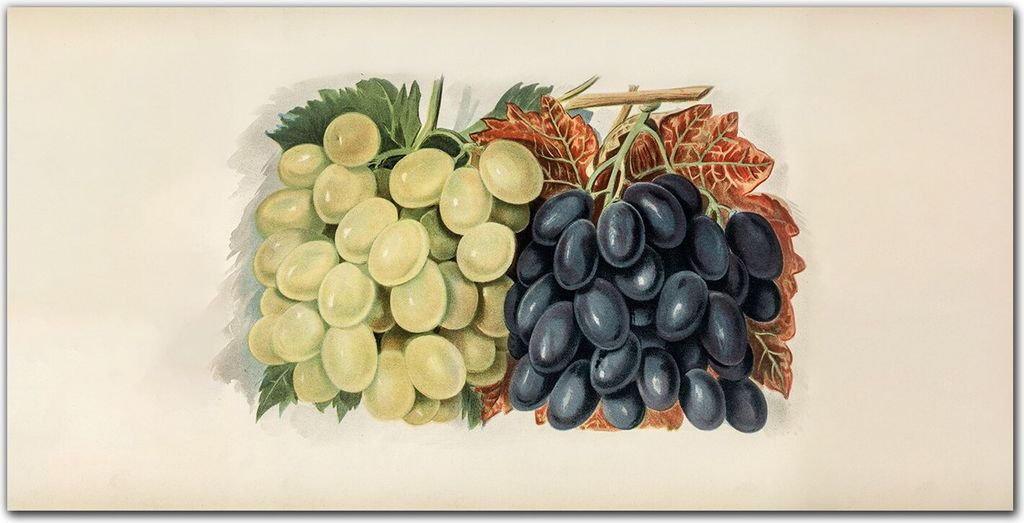 Coloray Bild aus Acryl 140 cm x 70 cm - Bild auf Acrylglas Gehärtetes Acryl Wohnzimmer Dekoration Wanddekoration Küche - Obst Trauben Blätter