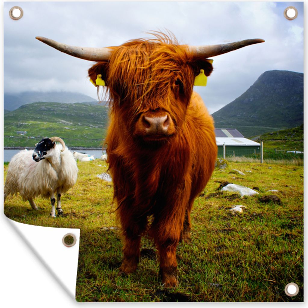 MuchoWow 100x100 cm Outdoor-Poster Gartendeko Sichtschutz Garten Poster für den Garten Schottischer Highlander - Leicht - Schaf